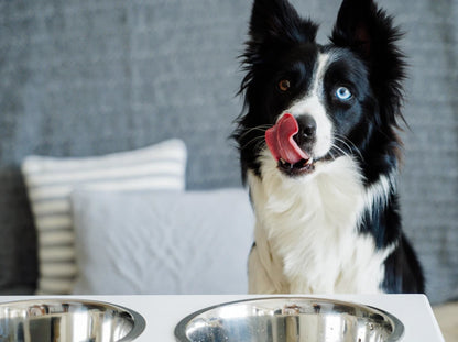 Ceramic Dog Bowl Ceramic Bowl