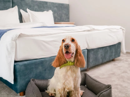dog bed Dreamer Graphite
