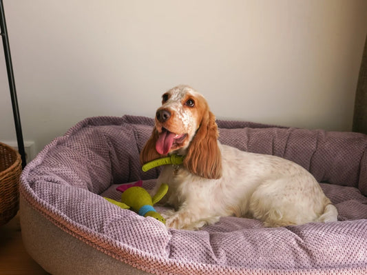 Oval Dog Bed Donut Ocean