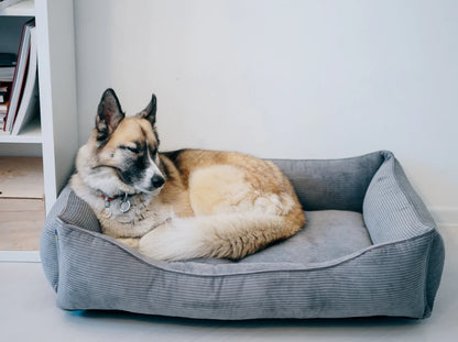 DOG BED DREAMER VELVET Yellow