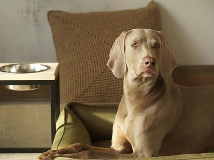 SOFA dog bed