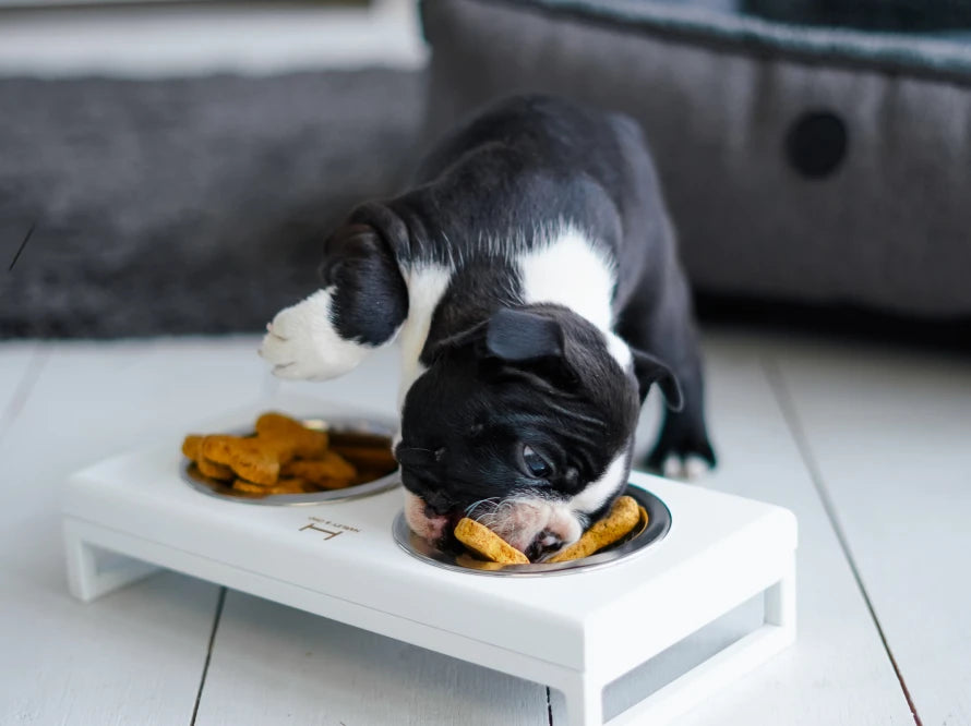 Ceramic Dog Bowl Ceramic Bowl