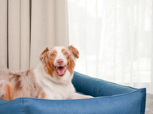 SOFA dog bed