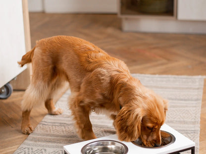 Ceramic Dog Bowl Ceramic Bowl