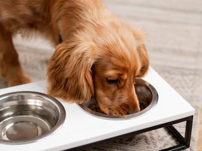 Ceramic Dog Bowl Ceramic Bowl