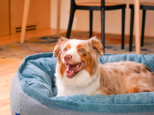 Oval Dog Bed Donut Ocean