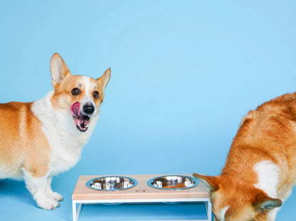 Ceramic Dog Bowl Ceramic Bowl