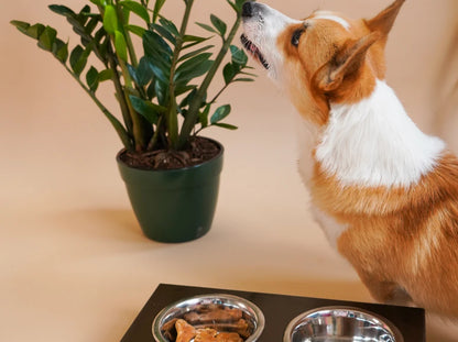 Ceramic Dog Bowl Ceramic Bowl