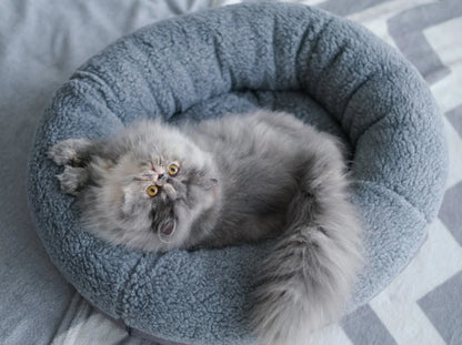BAGEL Fur