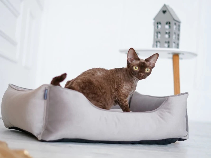 Dog Bed Dreamer Velour Wine