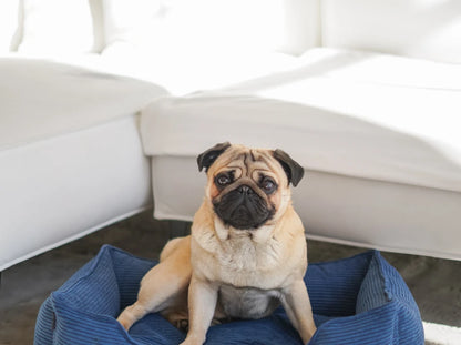 DOG BED DREAMER VELVET Yellow