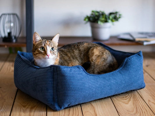 Dog Bed Dreamer Velvet Yellow