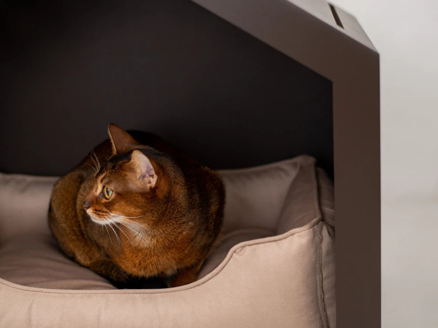 Shelter Braun Velours#Beige