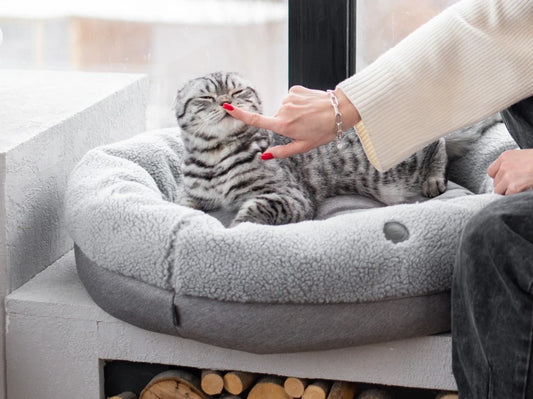BAGEL Fur
