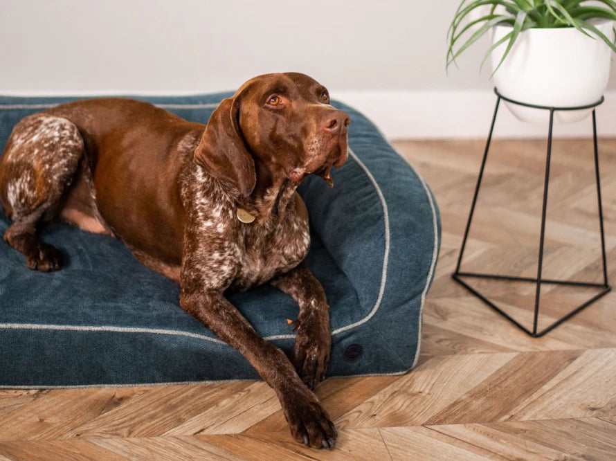 Hundesofa SLEEPER aus Möbelvelour#Blau