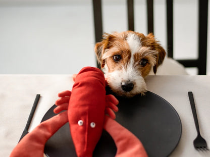 LOBSTER SEBASTIAN