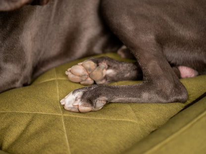 SOFA dog bed