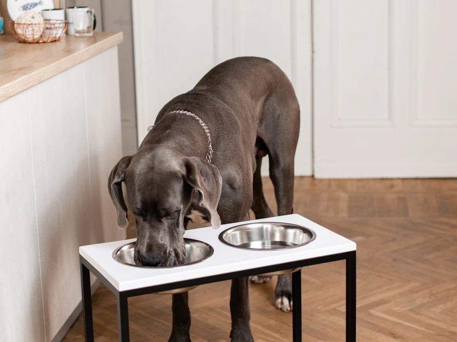 Ceramic Dog Bowl Ceramic Bowl