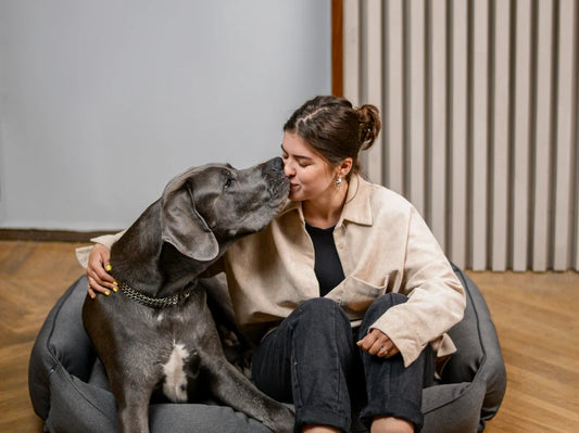 SOFA dog bed