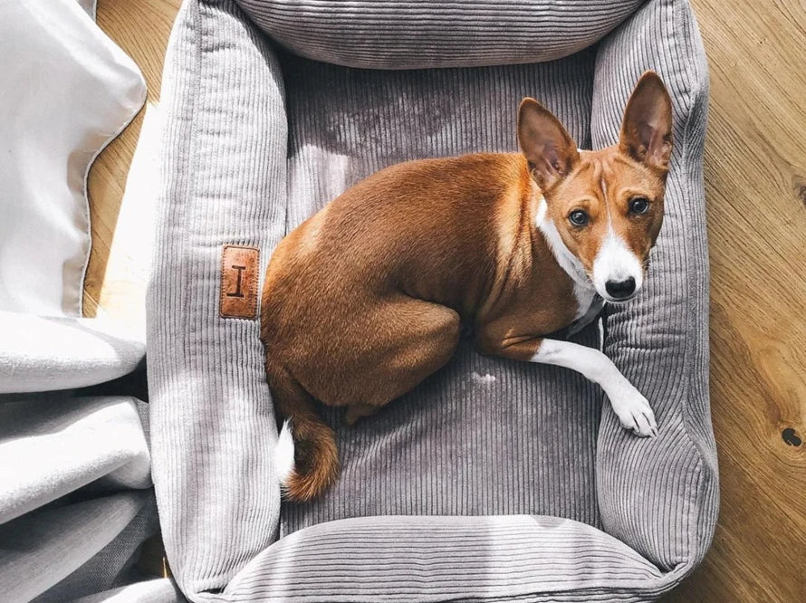 DOG BED DREAMER VELVET Yellow