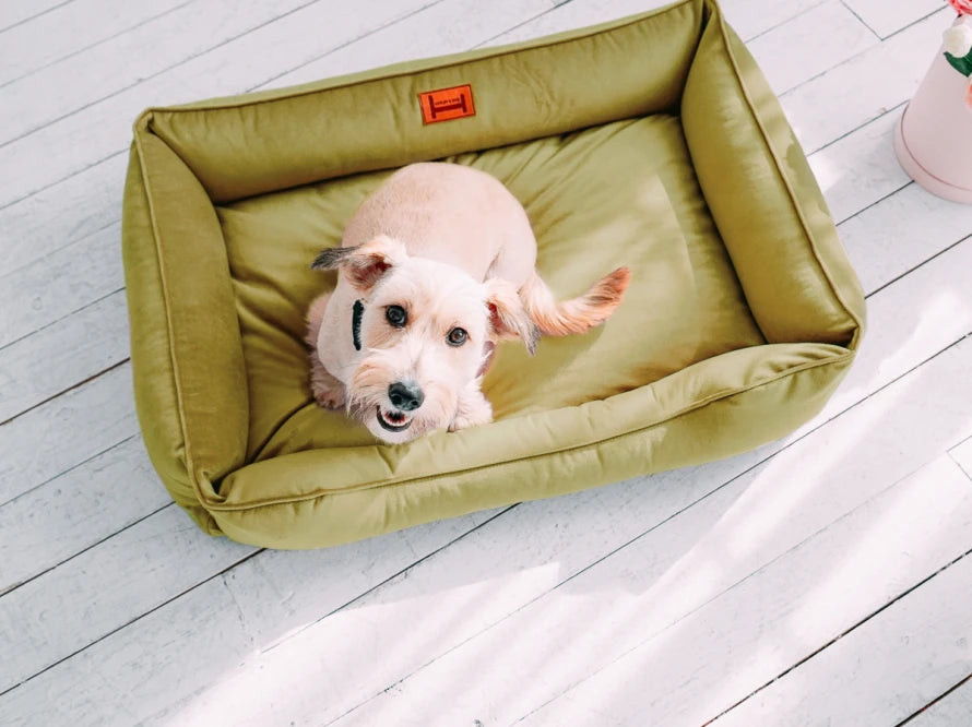 Dog Bed Dreamer Velour Graphite