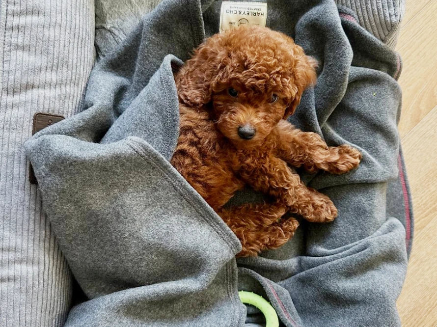 Tysha Fleecedecke#Grau