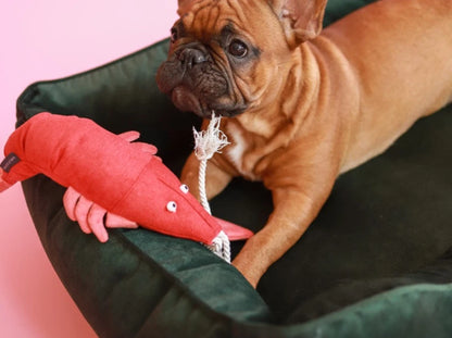 LOBSTER SEBASTIAN
