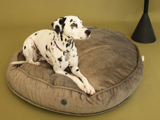 Island Memory Foam Dog Pillow
