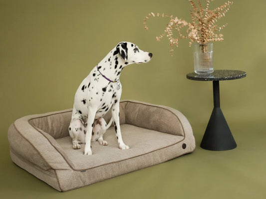 SLEEPER Sofa