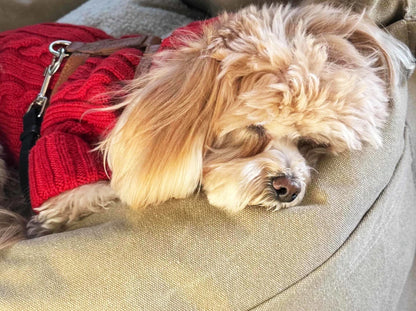 BUGGY MOKKO Car seat for dogs made of faux leather and furniture velour for miniature and small dogs / Dog carrier bag / Waterproof / Premium