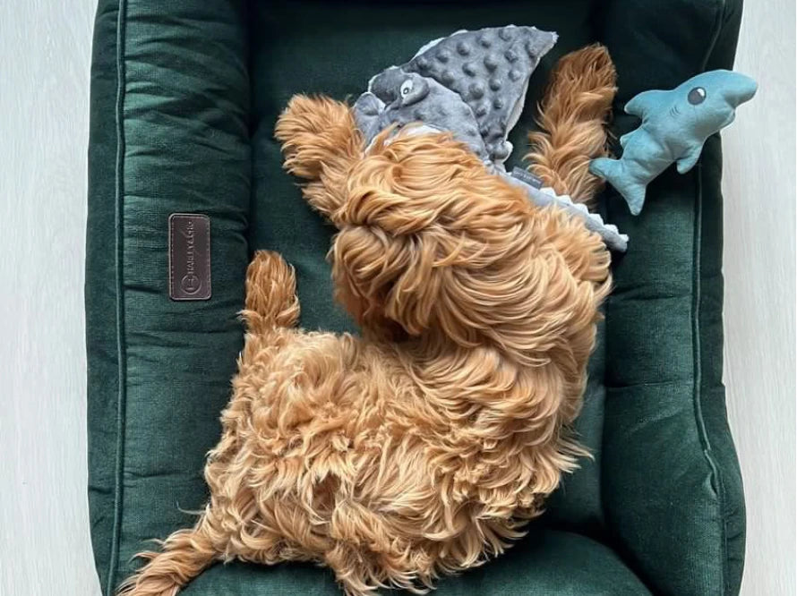 Dog Bed Dreamer Velour Graphite