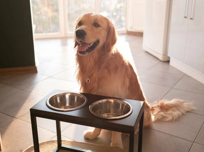 Ceramic Dog Bowl Ceramic Bowl