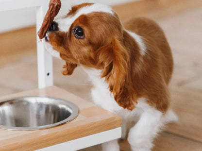 Ceramic Dog Bowl Ceramic Bowl