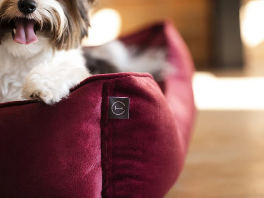 Dog Bed Dreamer Velour Graphite