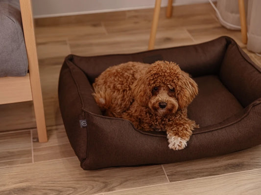 dog bed Dreamer Graphite
