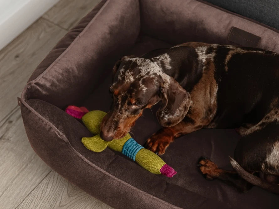 DREAMER Velour#Braun